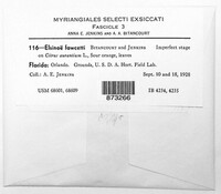 Elsinoe fawcettii image